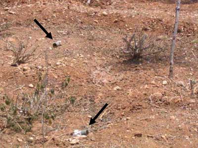 Unexploded M42 cluster submunitions found outside the town of Kfar Roummane on August 15, 2006. These dud submunitions are extremely dangerous and may detonate if touched or moved. The presence or sighting of one is an absolute confirmation that there are many others in the immediate vicinity.  2006 UN Mine Action Coordination Center for southern Lebanon